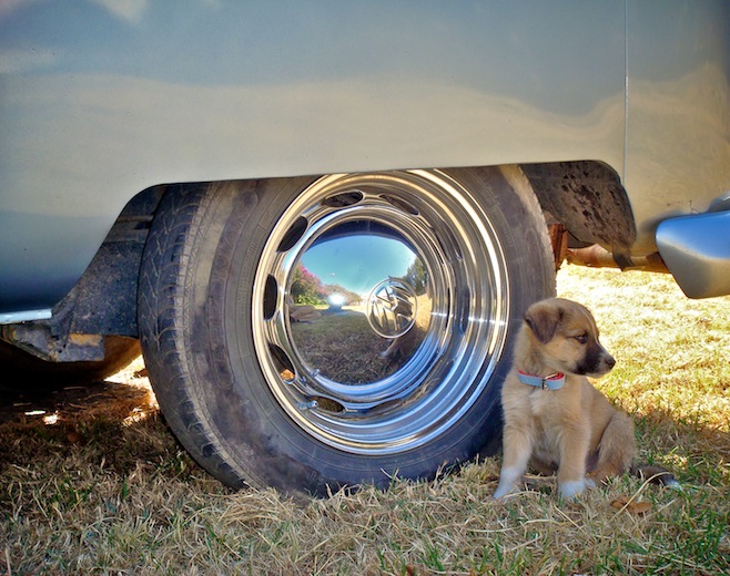 MX Perro